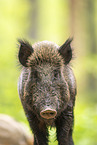 Wildschwein
