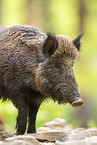 Wildschwein