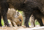 Wildschwein