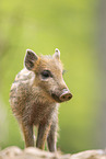 Wildschwein