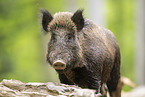Wildschwein
