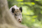 Wildschwein