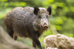 Wildschwein