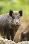 Wildschwein