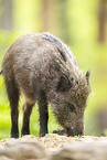 Wildschwein
