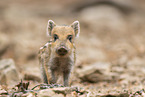 Wildschwein