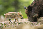 Wildschwein