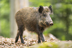 Wildschwein