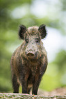 Wildschwein