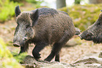 Wildschwein