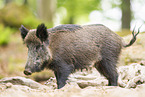 Wildschwein
