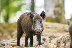 Wildschwein