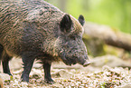 Wildschwein