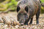Wildschwein