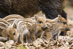Wildschwein