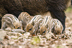 Wildschwein
