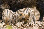 Wildschwein