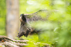 Wildschwein