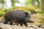 Wildschwein