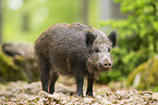 Wildschwein