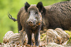 Wildschwein