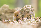 Wildschwein