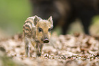 Wildschwein