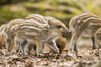 Wildschwein