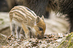 Wildschwein