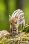 Wildschwein
