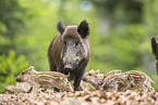Wildschwein