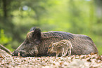 Wildschwein