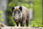 Wildschwein