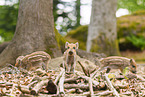 Wildschwein