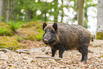 Wildschwein