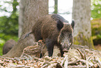 Wildschwein