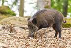 Wildschwein