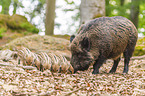 Wildschwein