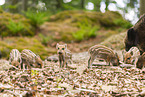 Wildschwein