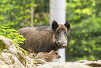 Wildschwein