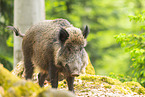 Wildschwein