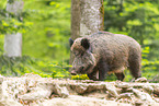 Wildschwein