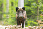 Wildschwein