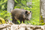 Wildschwein