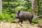 Wildschwein