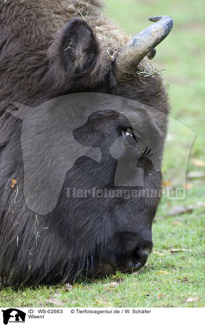 Wisent / WS-02663