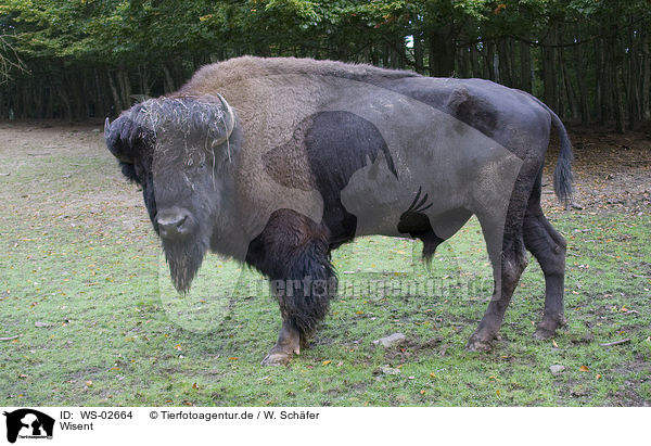 Wisent / european bison / WS-02664