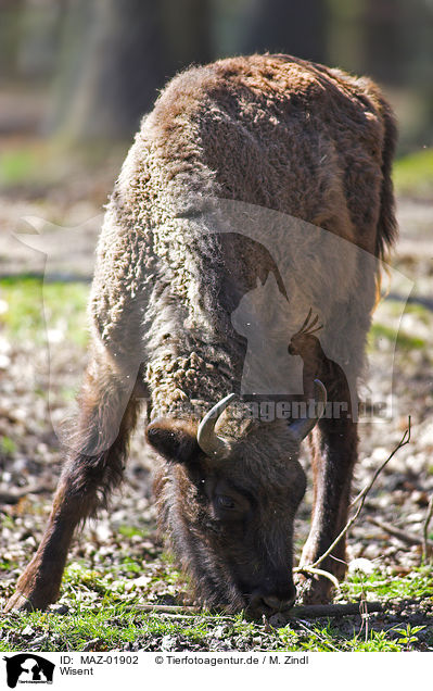 Wisent / wisent / MAZ-01902