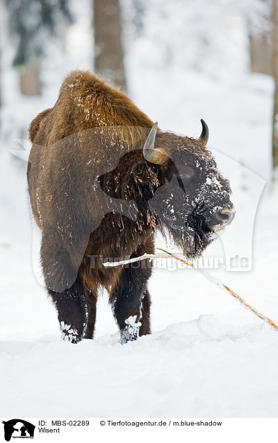 Wisent / MBS-02289