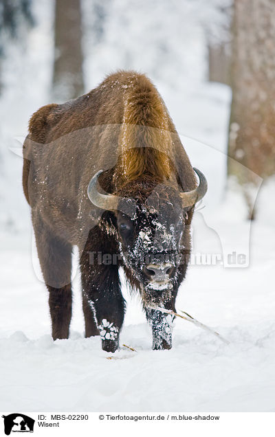 Wisent / Wisent / MBS-02290